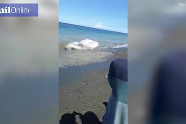 Xác quái vật khổng lồ nhiều lông dạt vào bãi biển Philippines