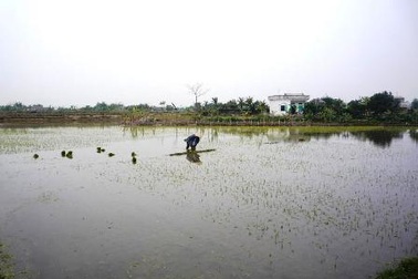 Thanh Hoá: Gần 300 con trâu, bò chết rét