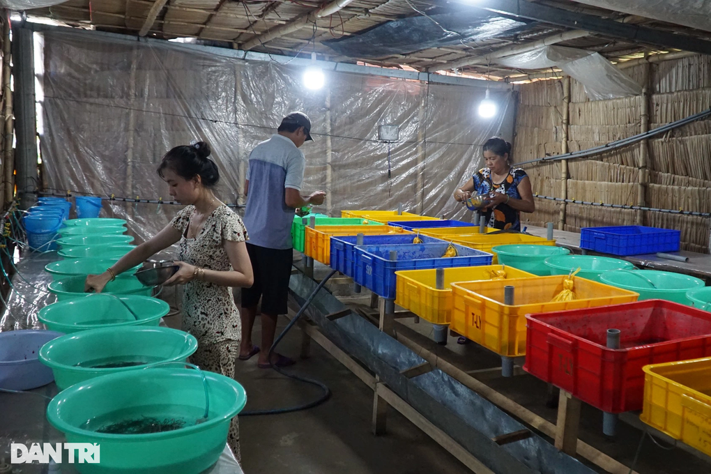 Chăm lươn như em bé, anh nông dân miền Tây đút túi tiền triệu mỗi ngày - 3 Chăm lươn như em bé, anh nông dân miền Tây đút túi tiền triệu mỗi ngày - 3