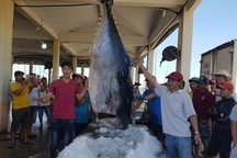 Ngư dân Phú Yên câu được 2 con cá ngừ vây xanh “siêu khủng” tổng trọng lượng gần 600kg