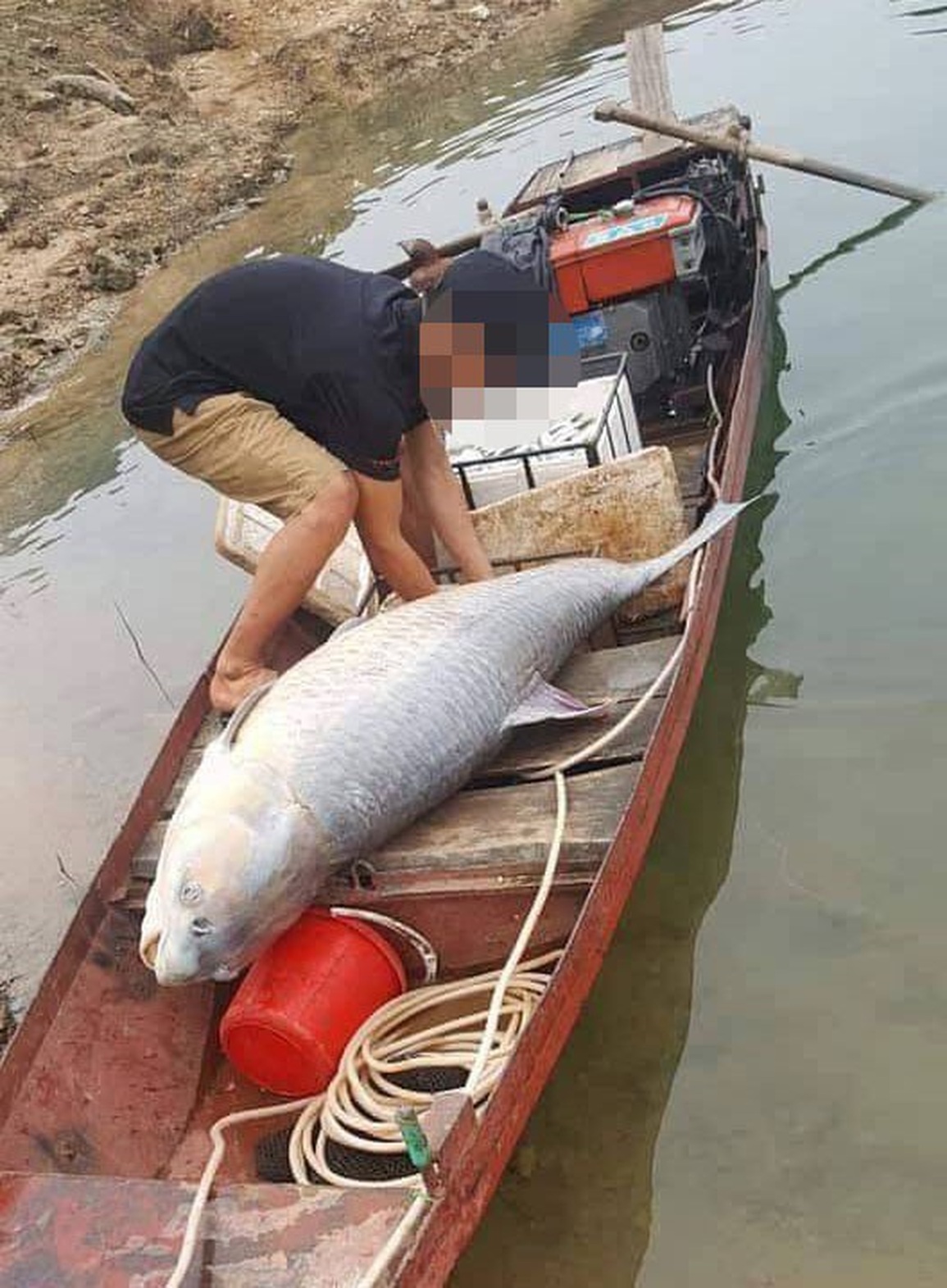 Ngư dân bắt được cá trắm đen nặng 52kg - 3 Ngư dân bắt được cá trắm đen nặng 52kg - 3