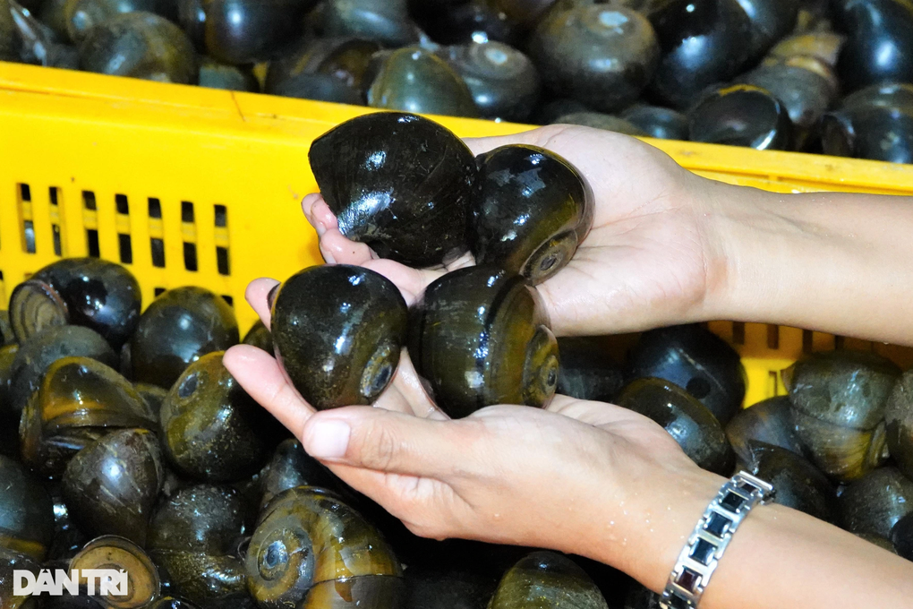 Bí quyết cho ốc ngủ gác bếp liền 3 tháng, thu lãi hàng trăm triệu đồng - 4 Bí quyết cho ốc ngủ gác bếp liền 3 tháng, thu lãi hàng trăm triệu đồng - 4