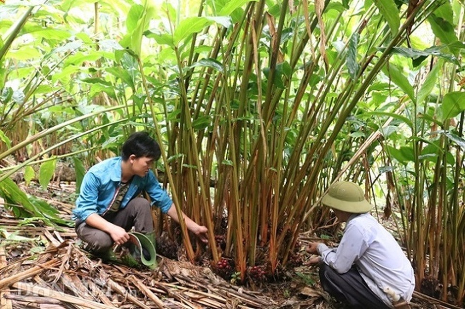 Trồng “vàng đỏ” ở rừng rậm, dân ở đây thu trăm triệu mỗi năm - 4 Trồng “vàng đỏ” ở rừng rậm, dân ở đây thu trăm triệu mỗi năm - 4