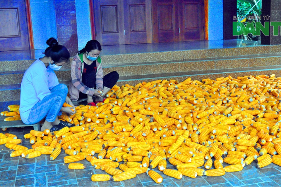 Thắng lợi vụ ngô đông giúp nông dân quên bớt khó khăn của đại dịch Covid-19 - 9 Thắng lợi vụ ngô đông giúp nông dân quên bớt khó khăn của đại dịch Covid-19 - 9