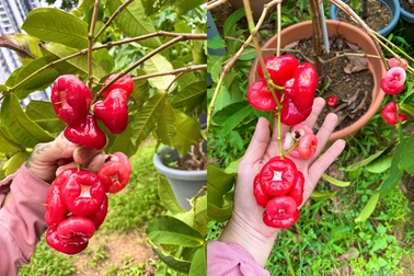 Mẹ Việt làm vườn ban công, "xin" đất hàng xóm trồng rau trái ở Singapore