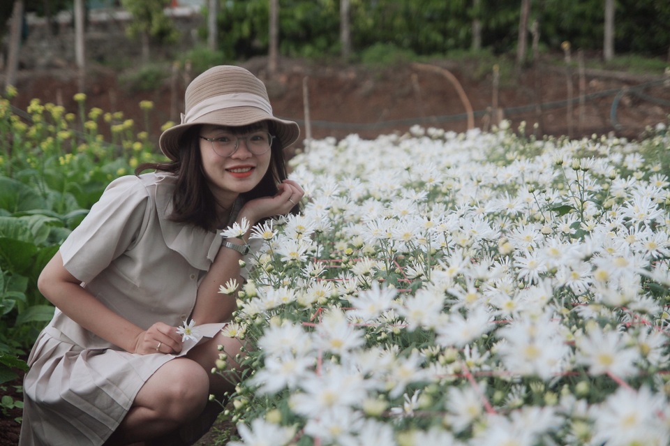Hoa tam giác mạch, cúc họa mi khoe sắc trên Tây Nguyên - 6 Hoa tam giác mạch, cúc họa mi khoe sắc trên Tây Nguyên - 6