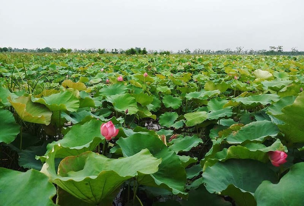 Biến đồng hoang thành đầm sen khổng lồ, anh nông dân lập kỷ lục mùa hái triệu bông hoa - 1 Biến đồng hoang thành đầm sen khổng lồ, anh nông dân lập kỷ lục mùa hái triệu bông hoa - 1