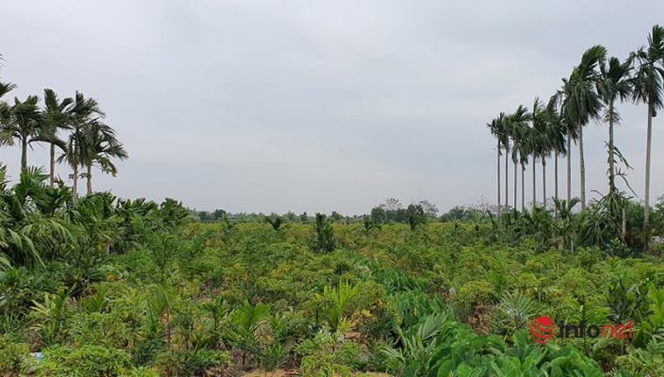 Nhân sâm quý hơn vàng thất sủng, rẻ như... rau muống - 1 Nhân sâm quý hơn vàng thất sủng, rẻ như... rau muống - 1