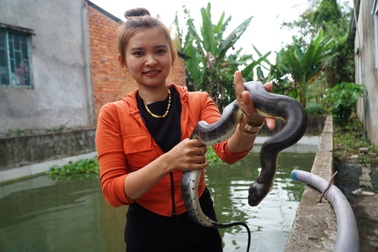 Nuôi rắn dễ hơn nuôi gà, cô gái Đồng Tháp lãi 800 triệu đồng mỗi năm