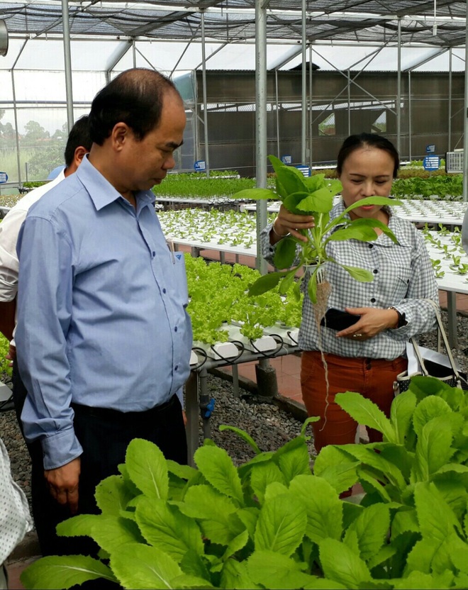 Giải cứu nông sản: Những lời gan ruột từ tâm dịch Hải Dương! - 8 Giải cứu nông sản: Những lời gan ruột từ tâm dịch Hải Dương! - 8