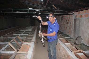 Lão nông thu nhập "khủng" từ nuôi rắn hổ trâu