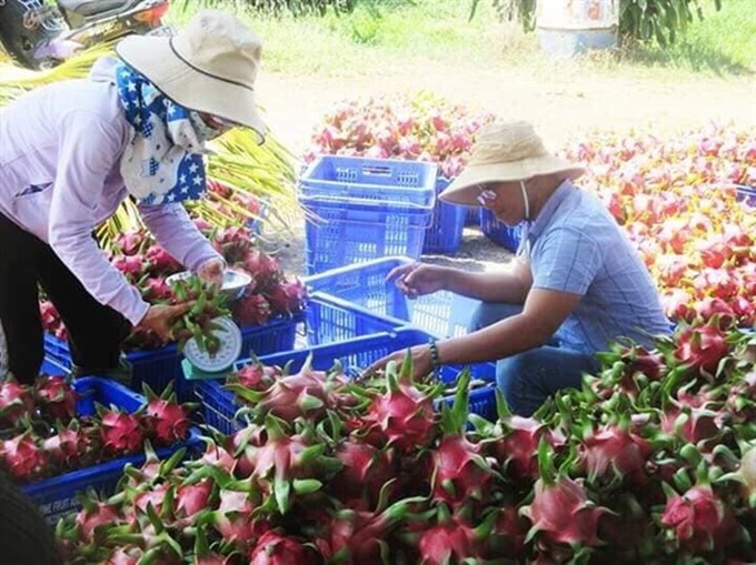 Để trái thanh long Việt dấn sâu vào Ấn Độ và &quot;khai phá&quot; Pakistan - Ảnh 1.