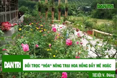 Cận cảnh Nông trại hoa hồng đầy mê hoặc của người đàn ông "bỏ phố lên núi".