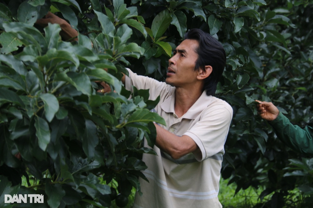 Loại quả nhiều nơi cho không ai lấy, anh cán bộ tranh thủ... thu tiền tỷ - 2 Loại quả nhiều nơi cho không ai lấy, anh cán bộ tranh thủ... thu tiền tỷ - 2