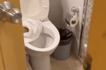 Khách Việt sốc vì nhân viên khách sạn ở Thái Lan lấy khăn tắm lau bồn cầu