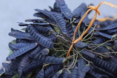 Bồ kết bất ngờ lên cơn sốt, dân đua nhau mua xông nhà