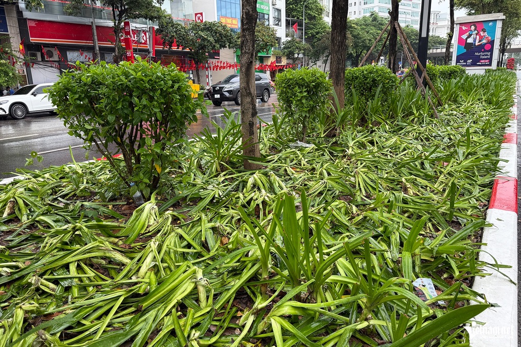 5.000m2 hoa, cây cảnh bị mất, hư hỏng sau 2 buổi tổng hợp luyện diễu binh - 1 5.000m2 hoa, cây cảnh bị mất, hư hỏng sau 2 buổi tổng hợp luyện diễu binh - 1