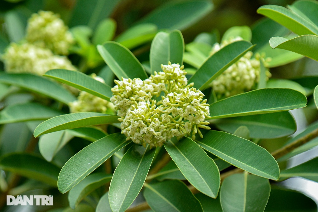 Phố phường Hà Nội nồng nàn mùa hoa sữa - 4 Phố phường Hà Nội nồng nàn mùa hoa sữa - 4