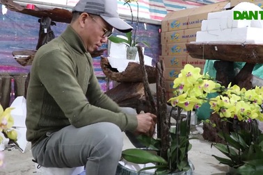 Thợ cắm hoa lan kiếm 5-7 triệu đồng mỗi ngày dịp Tết
