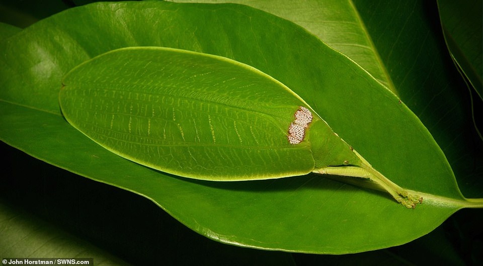 Sự ngoạn mục của bộ ảnh “vạch lá tìm... sâu” - 13 Sự ngoạn mục của bộ ảnh “vạch lá tìm... sâu” - 13