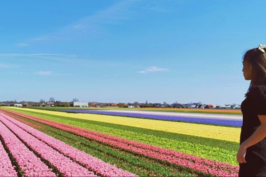 Cánh đồng Tulip ở Hà Lan