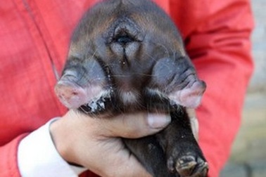 Lợn quái dị xuất hiện tại Trung Quốc