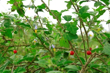 Cà gai leo chuẩn hóa GACP - Thêm hy vọng cho người viêm gan virus và xơ gan