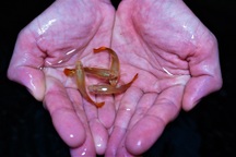 Nuôi loài cá "hoài niệm", nhỏ tí hon nhưng đẻ sòn sòn tiền triệu