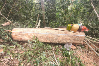 Bắt quả tang 5 đối tượng khai thác gỗ trái phép ở Thanh Hóa