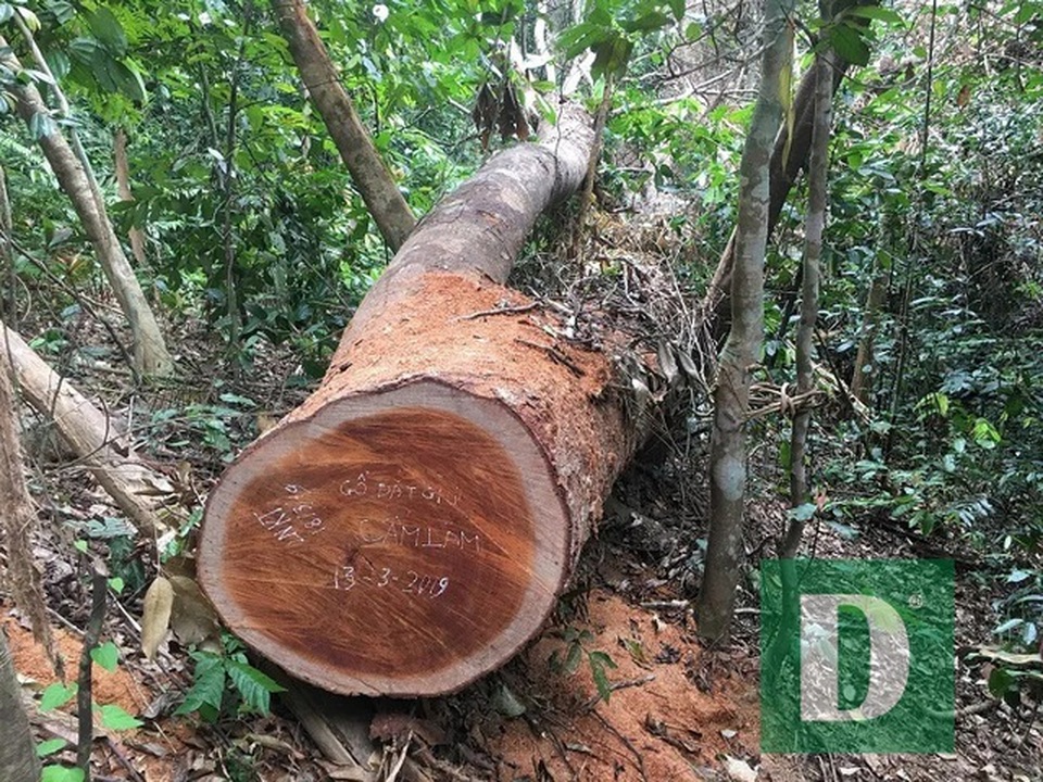 Lập đoàn liên ngành kiểm tra vụ phá rừng Trường Sơn - 2 Lập đoàn liên ngành kiểm tra vụ phá rừng Trường Sơn - 2