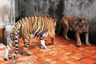 Những thú chơi ngông “đốt tiền” của đại gia Việt