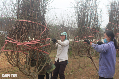 "Sống khỏe" dịp cận Tết với việc... ăn theo thương lái
