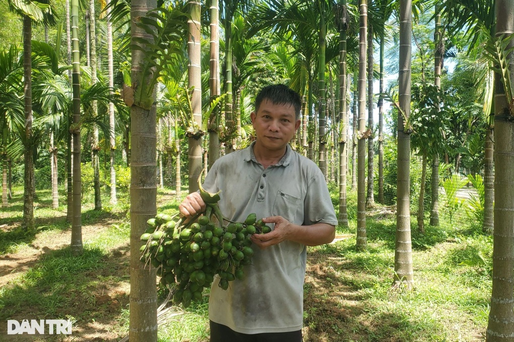 Giá cau cao tăng như vàng, nông dân ôm hàng chờ - 1