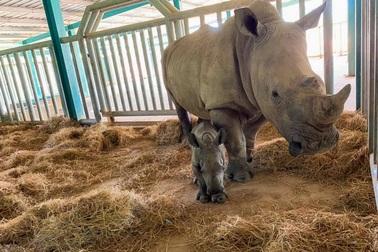 Vinpearl Safari Phú Quốc – 17 ngày đón 2 cá thể tê giác quý chào đời