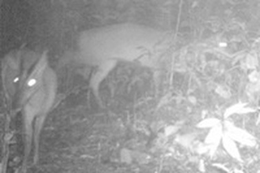 Phát hiện nhiều động, thực vật trong sách đỏ Thế giới