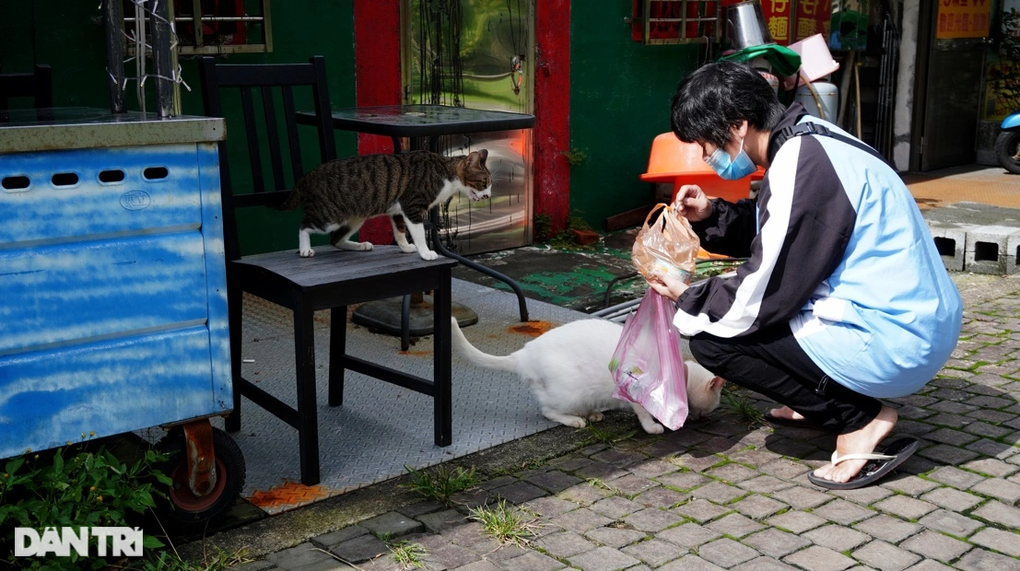 Ngôi làng độc đáo toàn những chú mèo hoang… béo tốt ở Đài Loan - 2 Ngôi làng độc đáo toàn những chú mèo hoang… béo tốt ở Đài Loan - 2