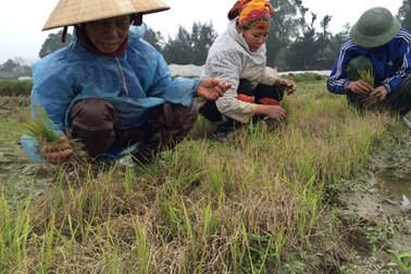 Đau đầu tìm cách "chữa cháy" khi hàng nghìn hecta lúa chết rét