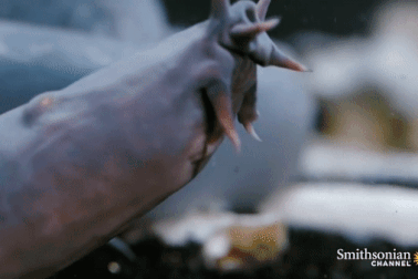 Sinh vật biển quy tụ tất cả những đặc điểm đáng sợ nhất mà bạn có thể nghĩ tới