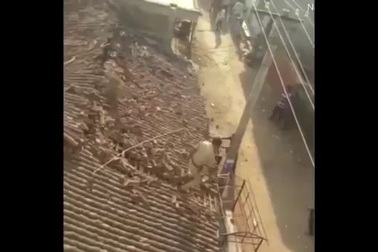 Kinh hoàng cảnh báo hoang tấn công cậu bé Ấn Độ