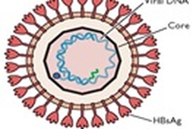 Phát động cuộc thi “Tìm hiểu bệnh viêm gan B”