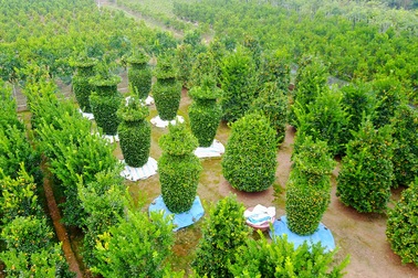 Độc lạ quất kiểng lục bình khổng lồ chuẩn bị đón Tết