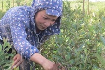 Bị gọi là "điên" khi trồng sim dại, mới đầu vụ đã thu 2 triệu đồng/ngày