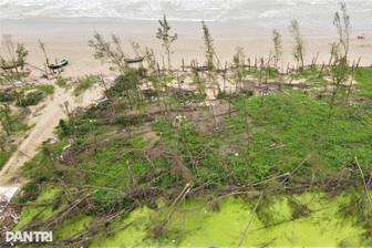 "Lá chắn xanh" xơ xác sau hai cơn bão dữ