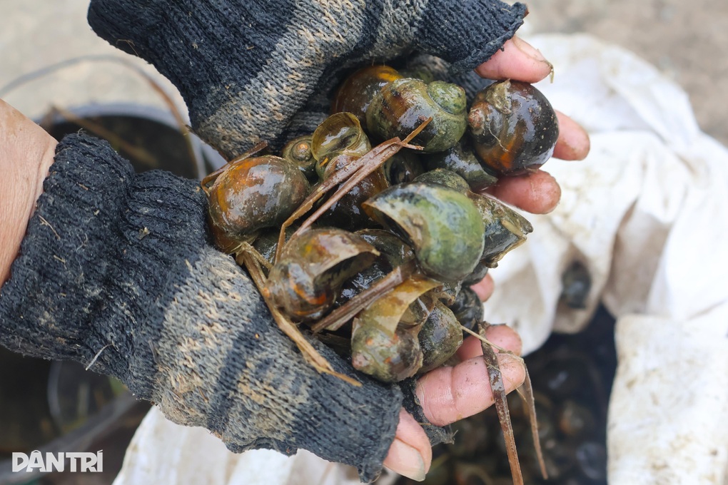 Nông dân thu lợi kép từ việc bắt loại thiên địch - 2