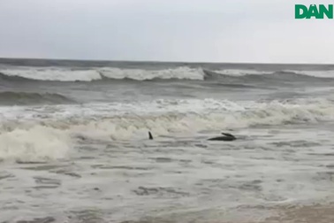 Biển động mưa lớn, cá heo mắc cạn vào bờ được người dân cứu