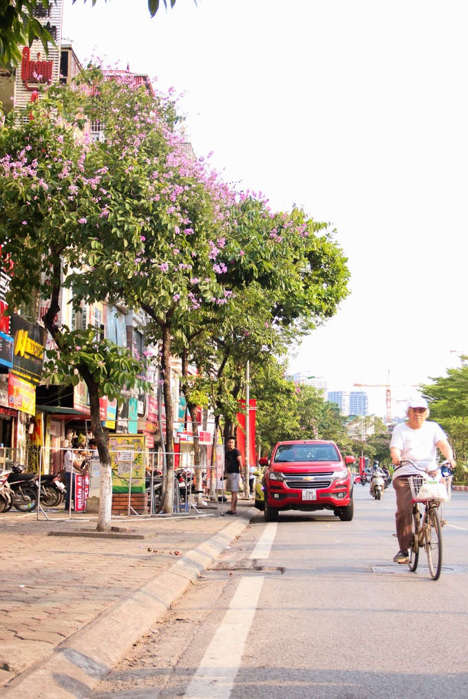 Sắc màu tuổi học trò của bộ đôi Phượng Vỹ - Bằng Lăng trong buổi chiều nắng hè dịu dàng - Ảnh 11. Sắc màu tuổi học trò của bộ đôi Phượng Vỹ - Bằng Lăng trong buổi chiều nắng hè dịu dàng - Ảnh 11.