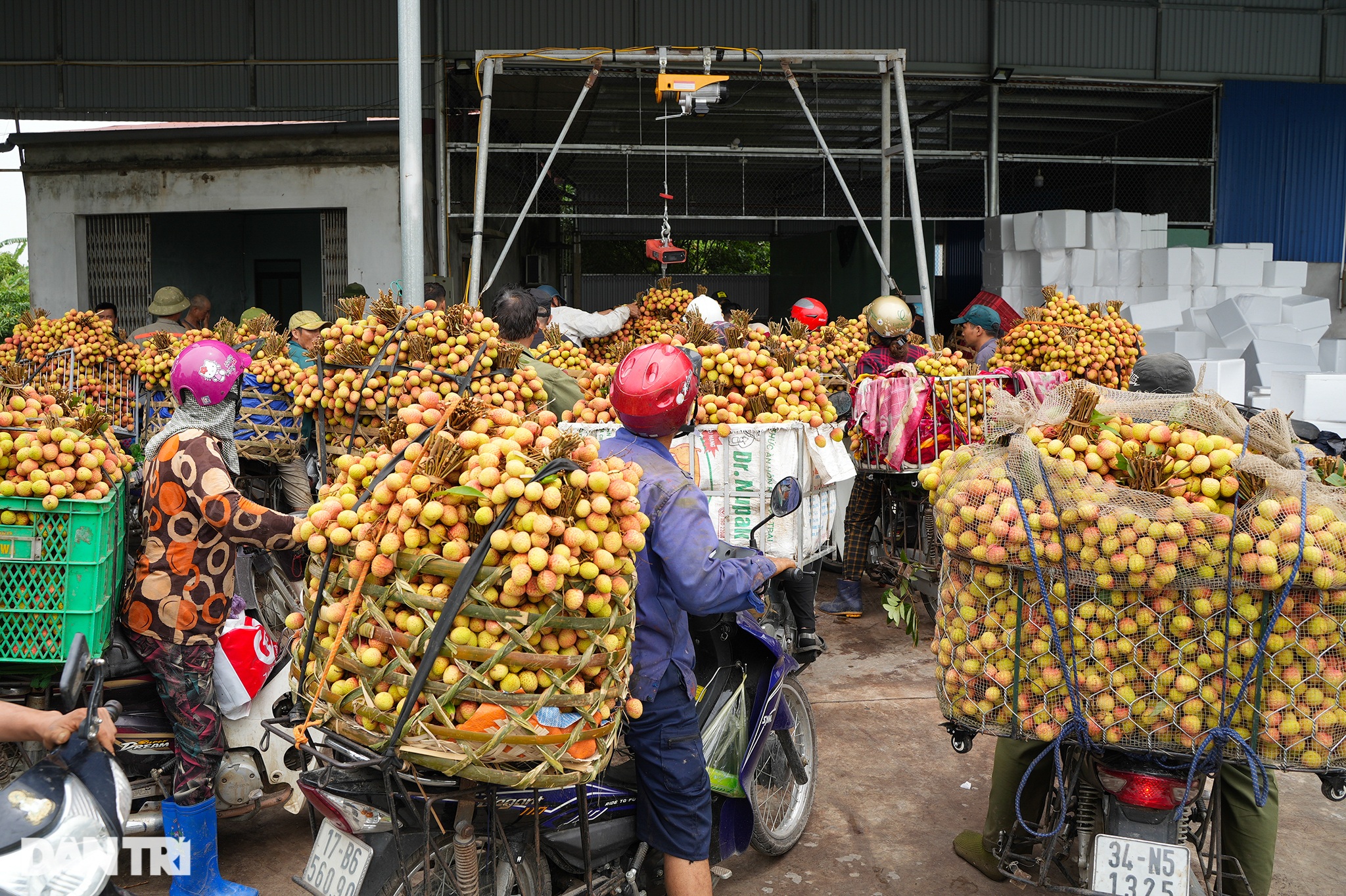 Nông dân Thanh Hà tấp nập chở vải đi bán, xếp hàng dài lấy số vào cân hàng - 5 Nông dân Thanh Hà tấp nập chở vải đi bán, xếp hàng dài lấy số vào cân hàng - 5