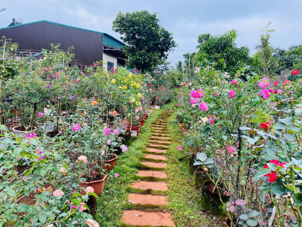 9X Đắk Lắk đánh liều bán ô tô, vay tiền thuê đất, làm vườn hồng 10.000 gốc - 2