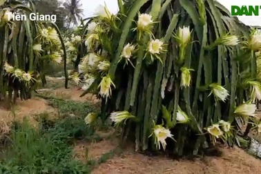 Ngắm vườn thanh long nở hoa tuyệt đẹp