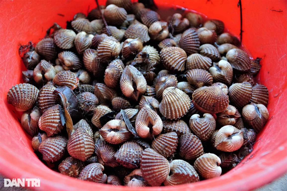 Lão nông nuôi sò huyết không cần cho ăn, lãi gần tỷ đồng/năm - 4 Lão nông nuôi sò huyết không cần cho ăn, lãi gần tỷ đồng/năm - 4